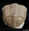 Asaphus Lepidurus Trilobite In Climbing Position #2792-4